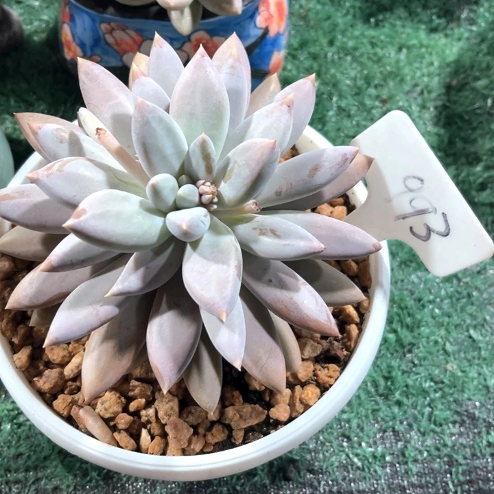 彩胖体993号码牌子的话题