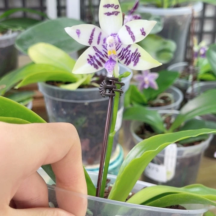 完全开放柳林3574-095