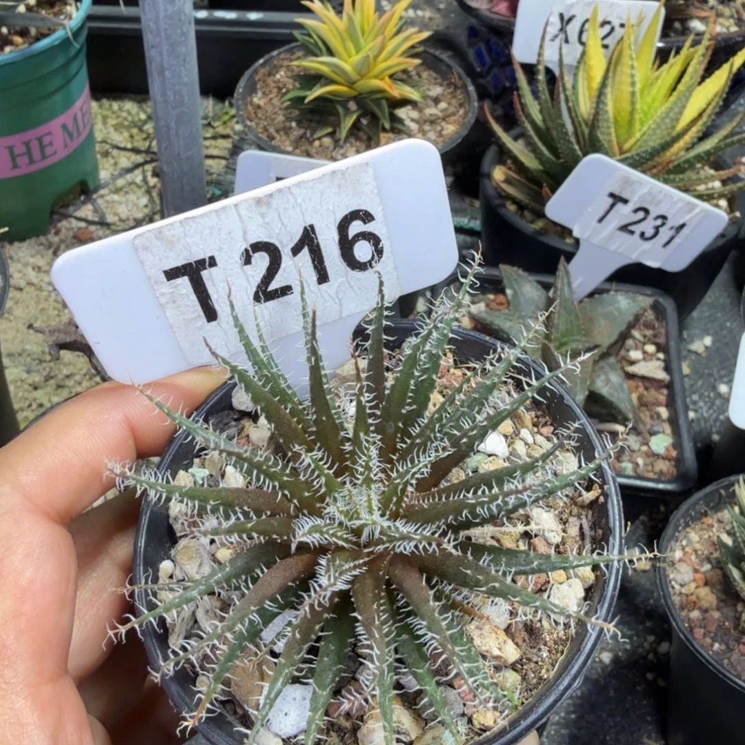 崴***下福利琉璃姬孔雀脱土发