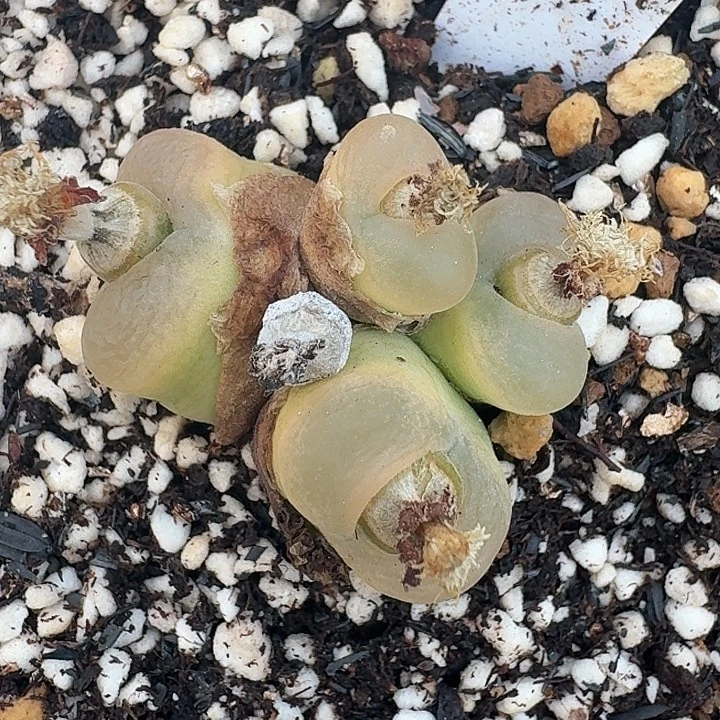 老马生石花四头o泡111