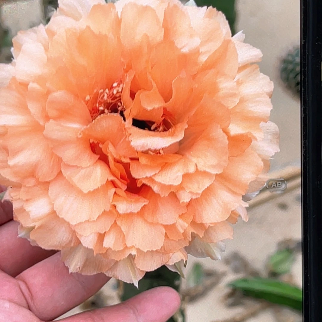 花***痴彩 初见侧芽歪4公分左右