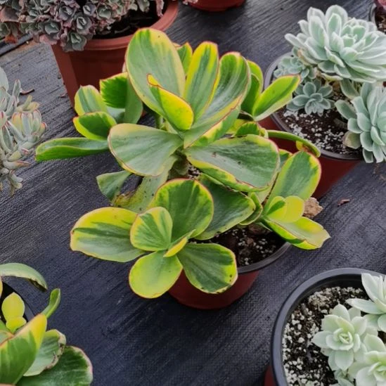 包菜家里的青梅白覆轮锦