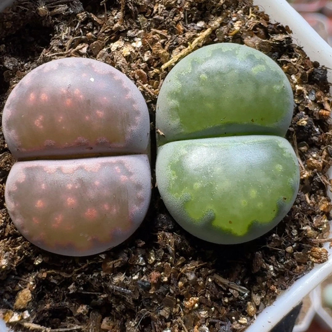 生石花11111。  68