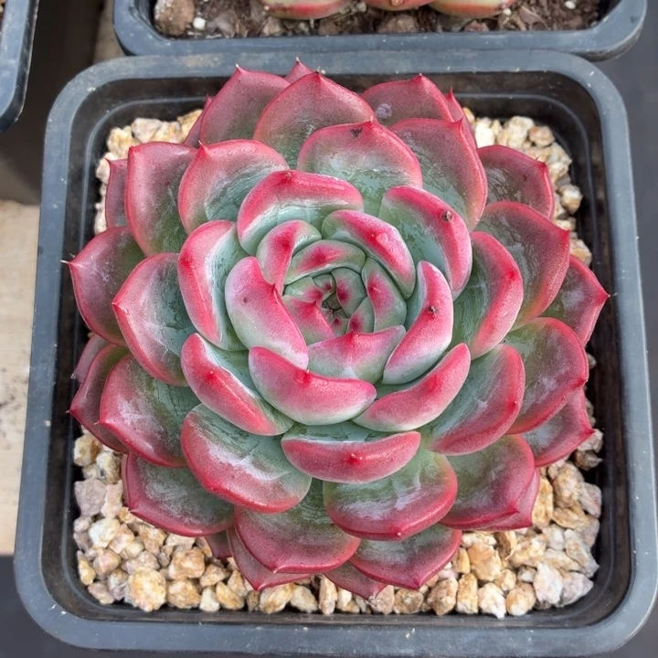 多肉植物红鸾星君-4