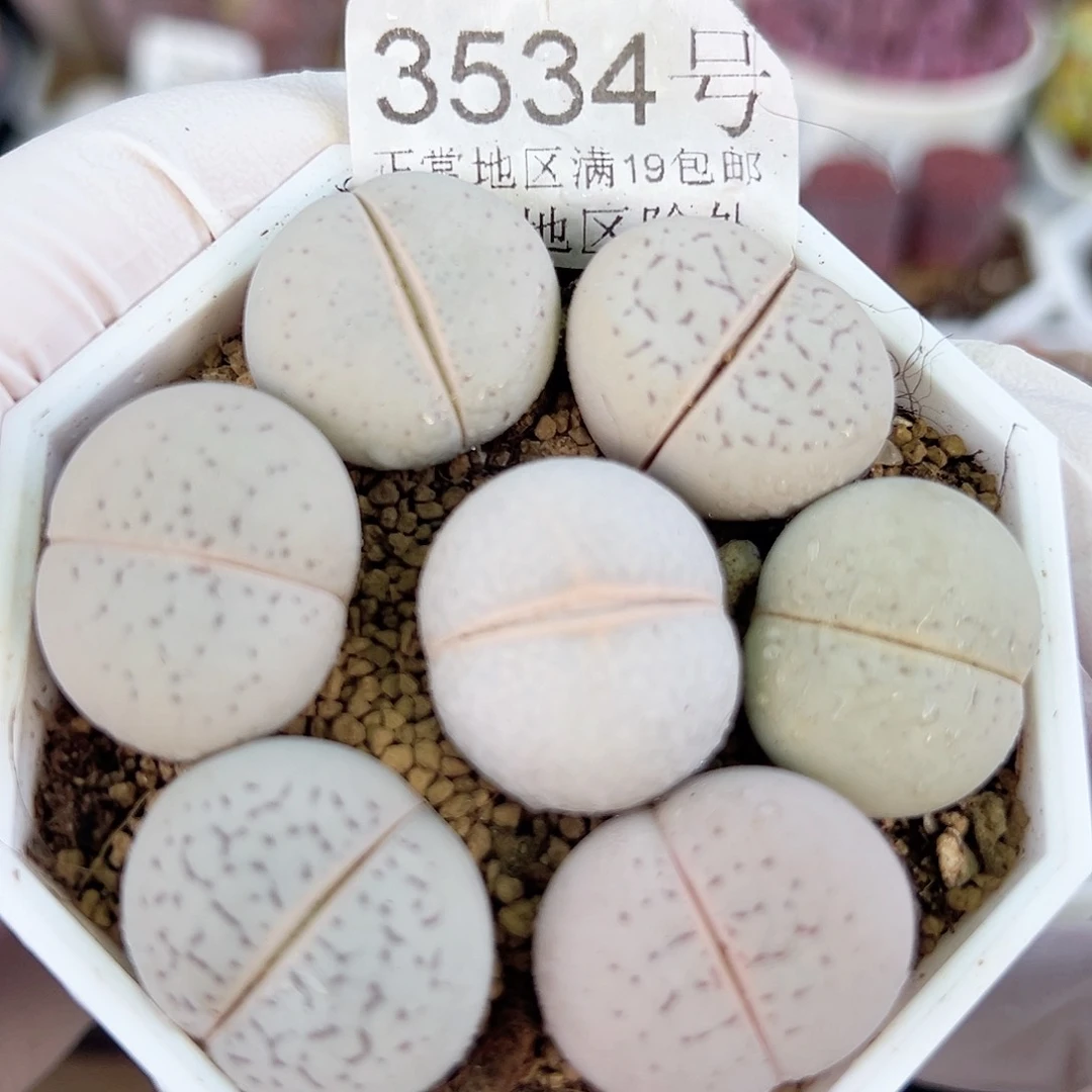 3534 好养易活生石花大母本