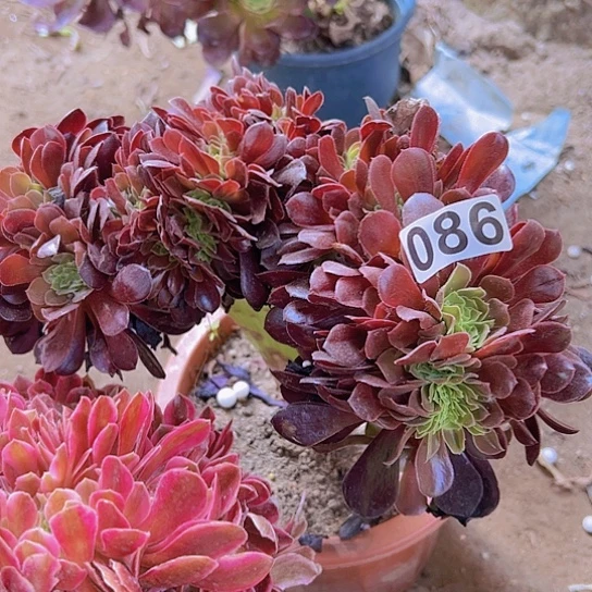 明**性多肉植物一个