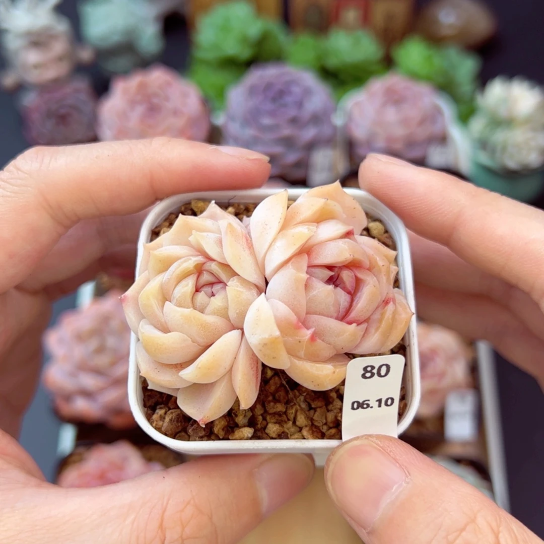 S****苧梦幻80、哈哈哈哈