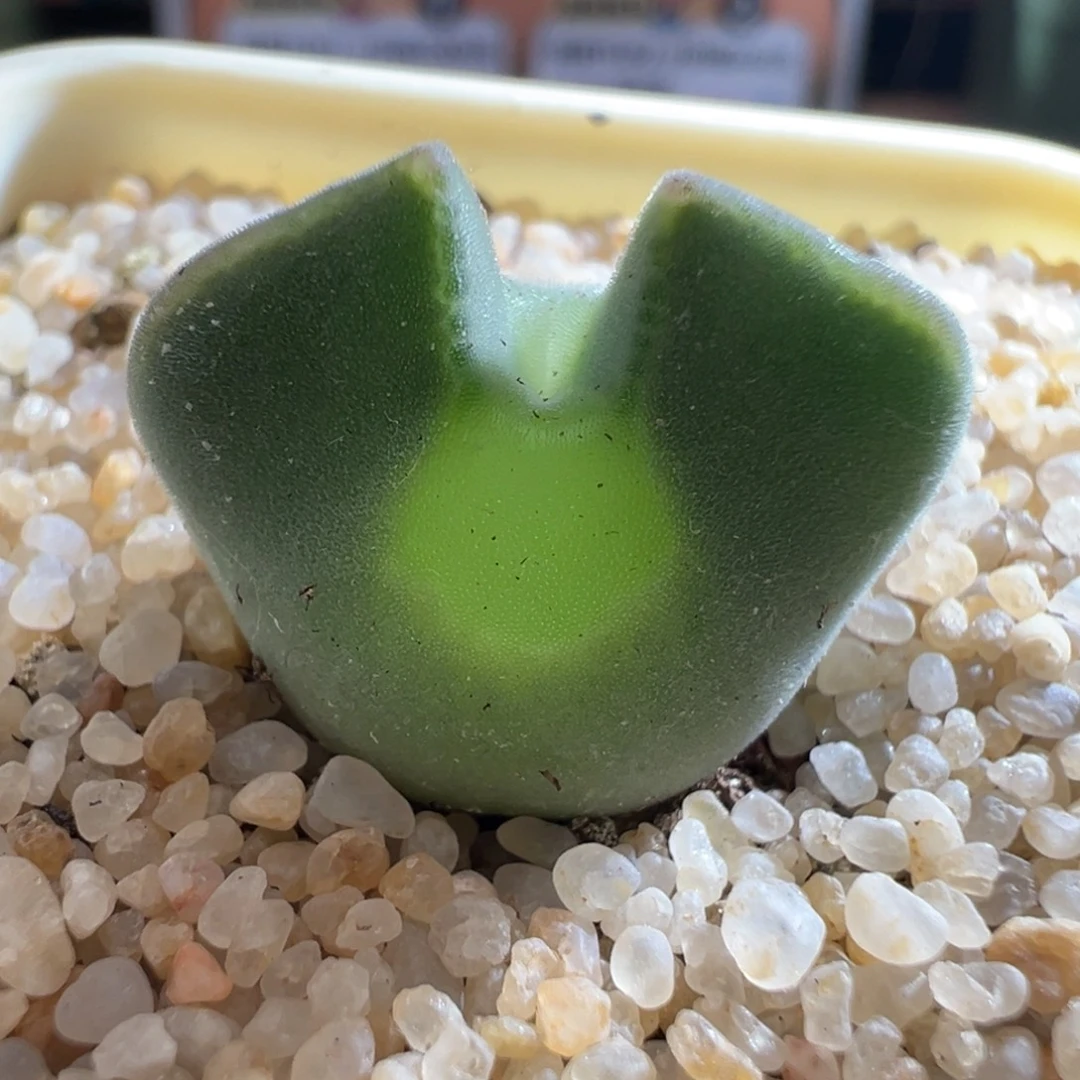 w/552。青蛙3年大眼空蝉 大尺寸 88折后价