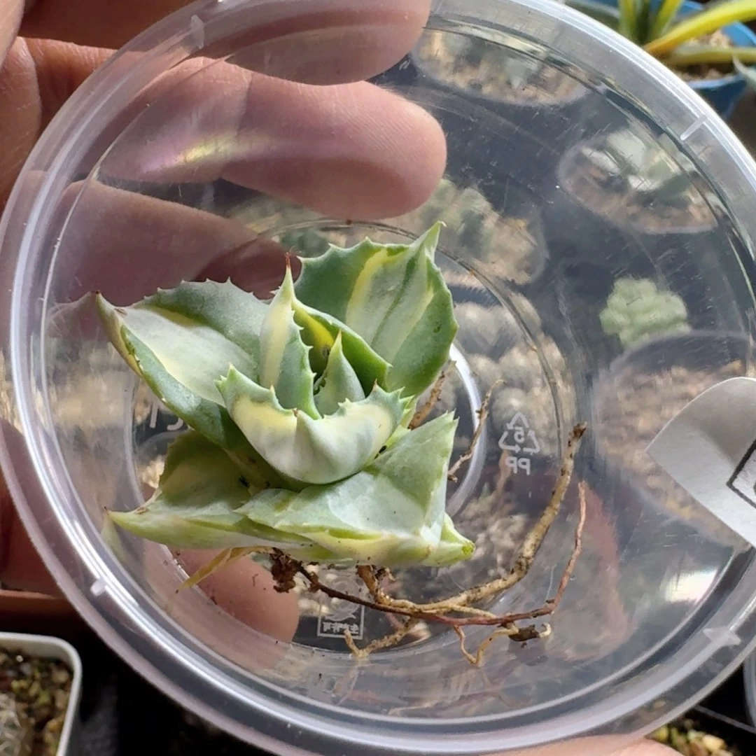 肯***鸡766王妃雷神白中斑脱土发货