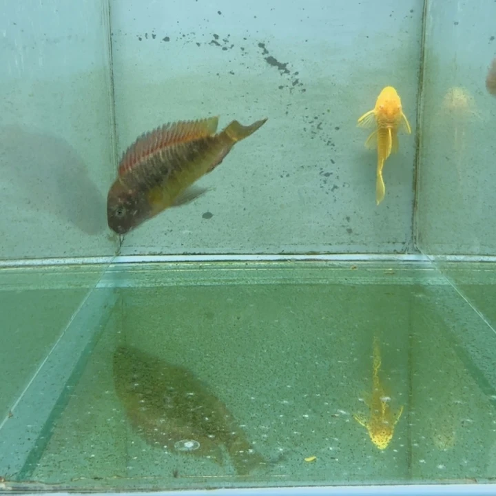 海水1058号红彩虹蝴蝶