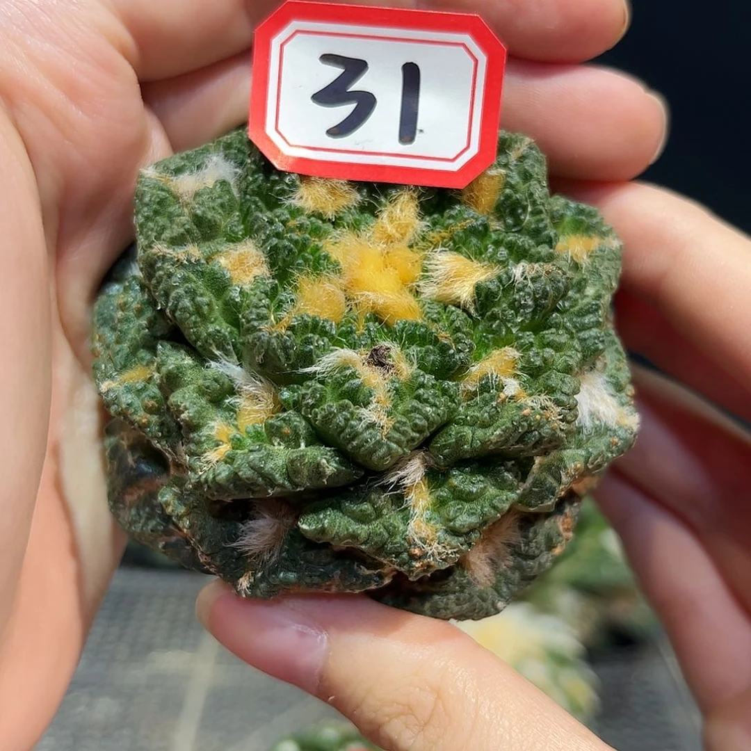 31号7cm自根龟甲辛盾牡丹