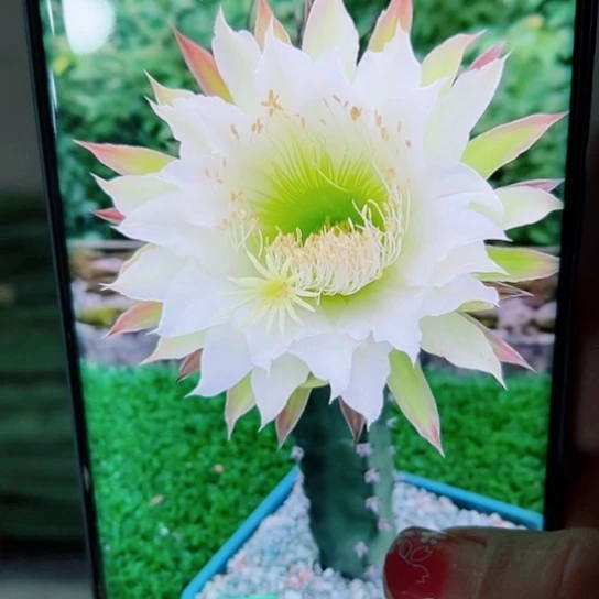 下22黑刺斑无根侧芽25公分左右20包邮