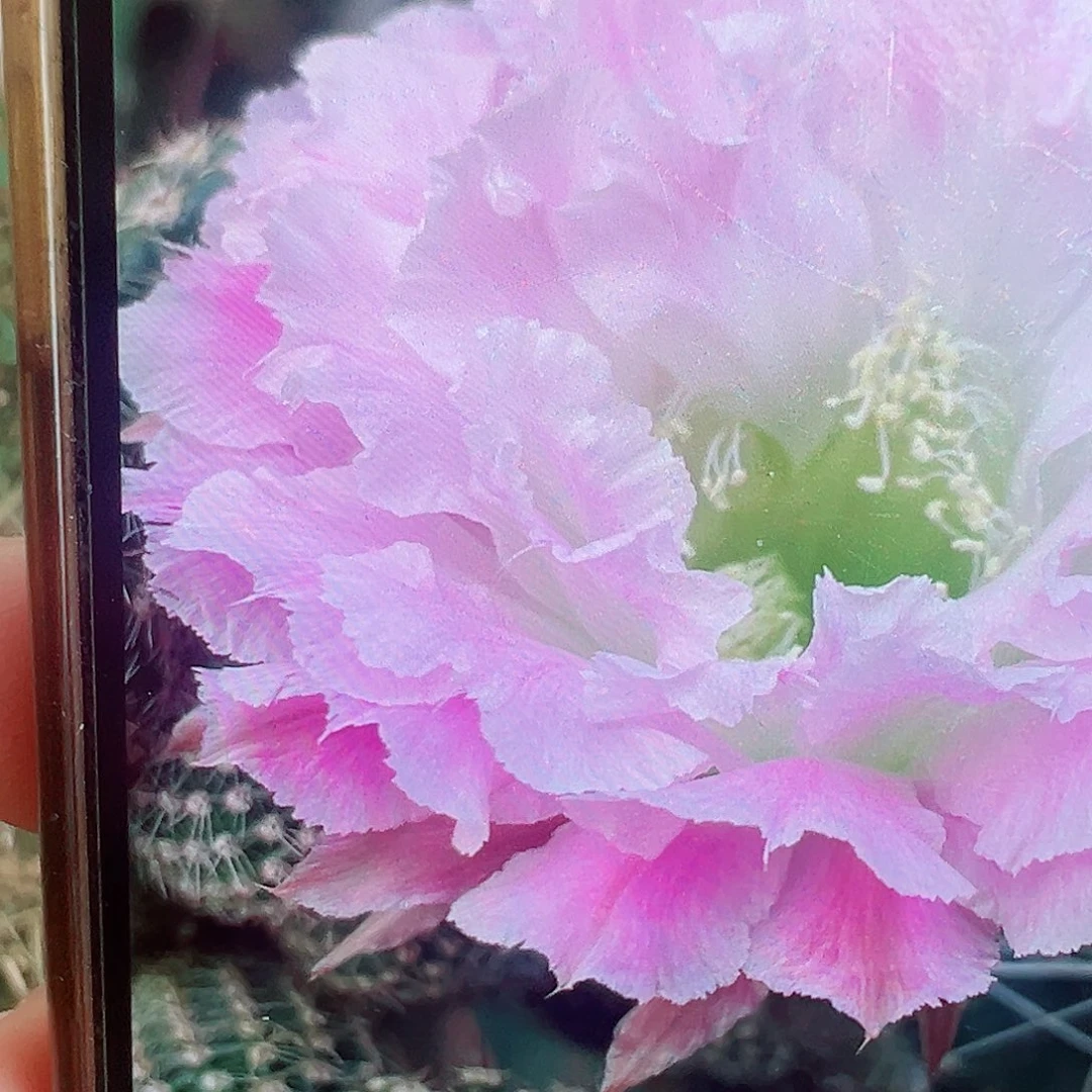 彩草 风雅 侧芽 满20包邮