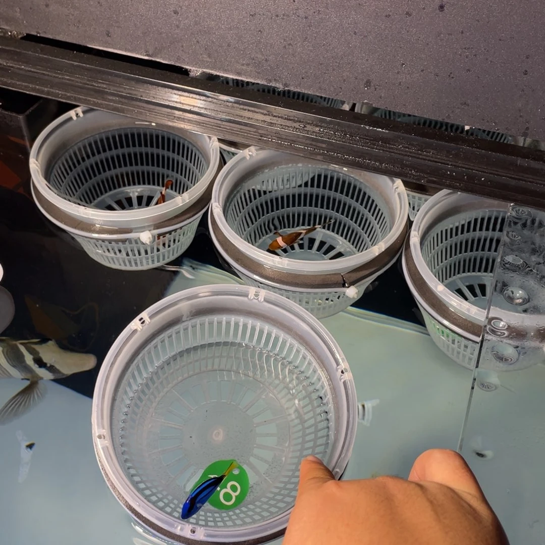 海水鱼蓝调一条111