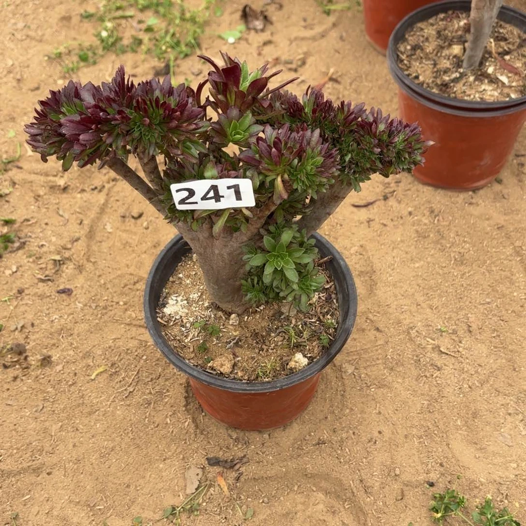 241黑法师缀多肉不包损