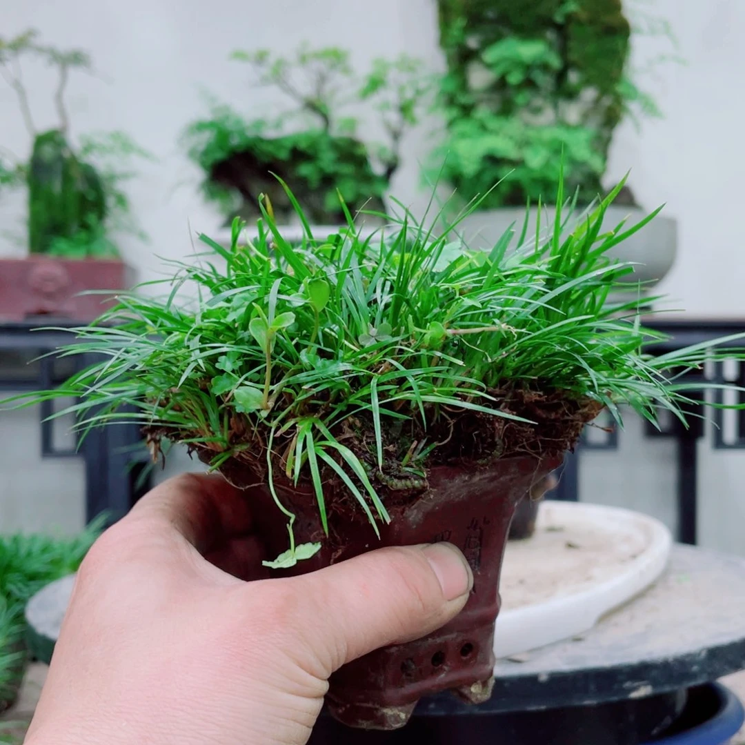 无铅玻璃随*铁线蕨铁线蕨铁线蕨