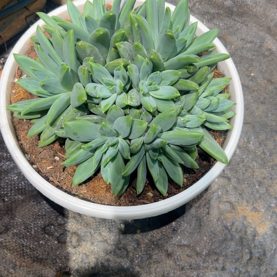 挽***๑多肉植物多肉植物