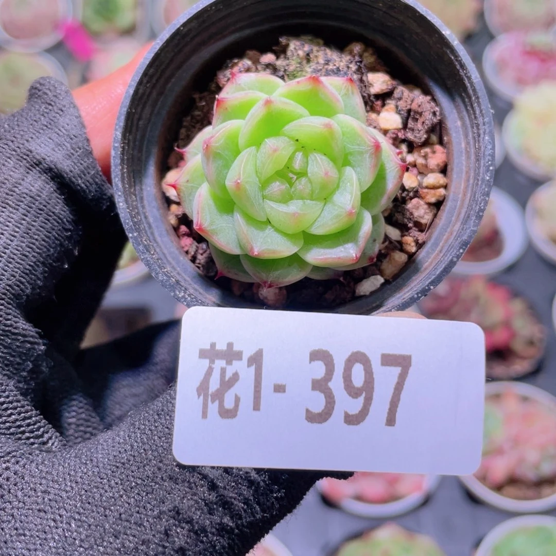 花利美1-397海王