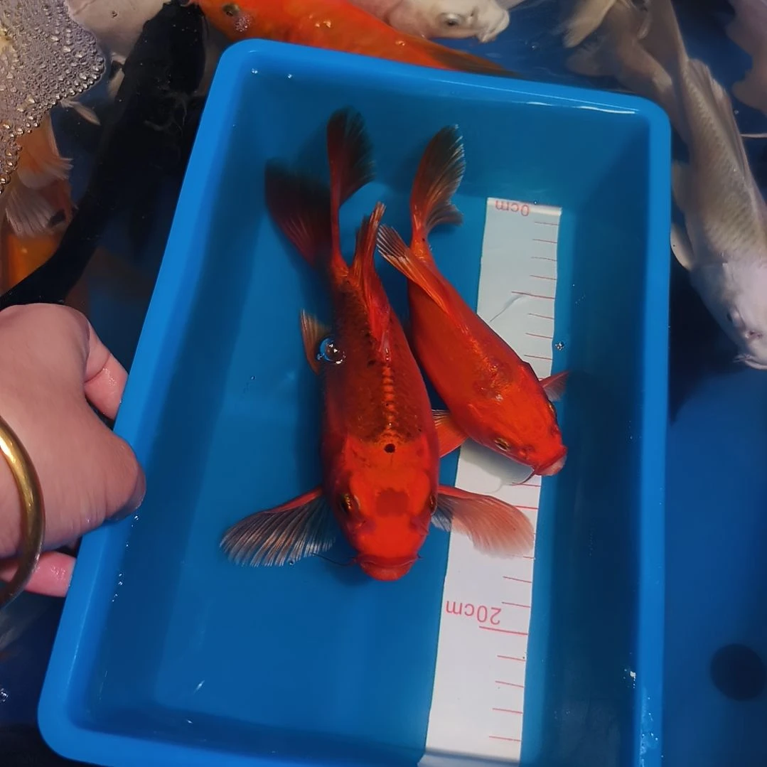 蝴蝶鲤鱼蝴蝶鲤1条