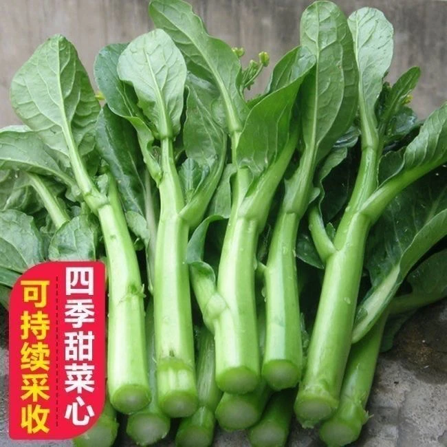 青菜苔秧苗多枝多芽多子多福青菜苔菜秧苗适合秋冬季蔬菜带土发货