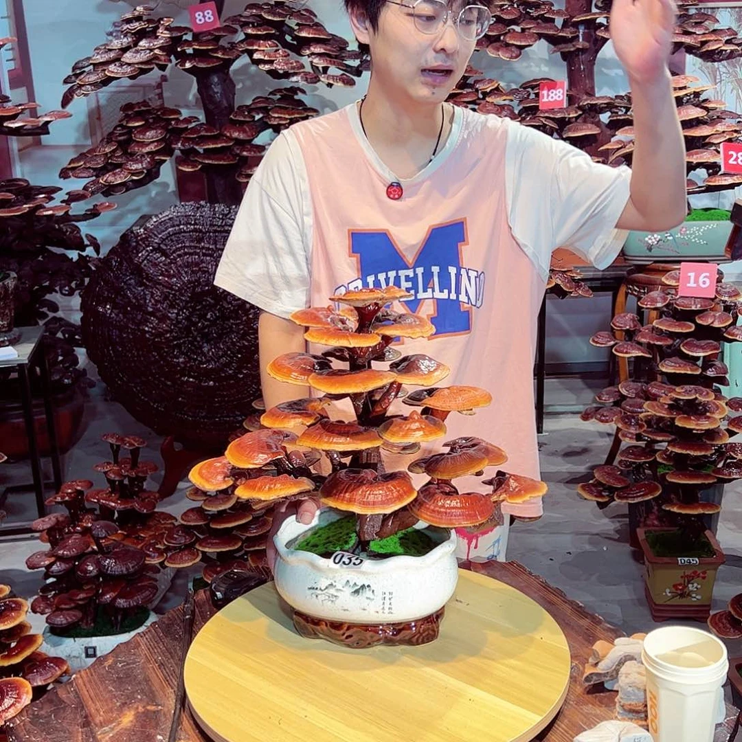 灵芝花富贵花发财树