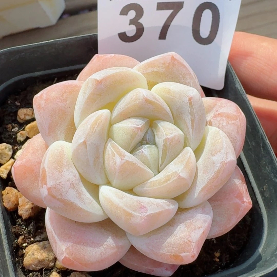 多肉植物开播福利捡漏