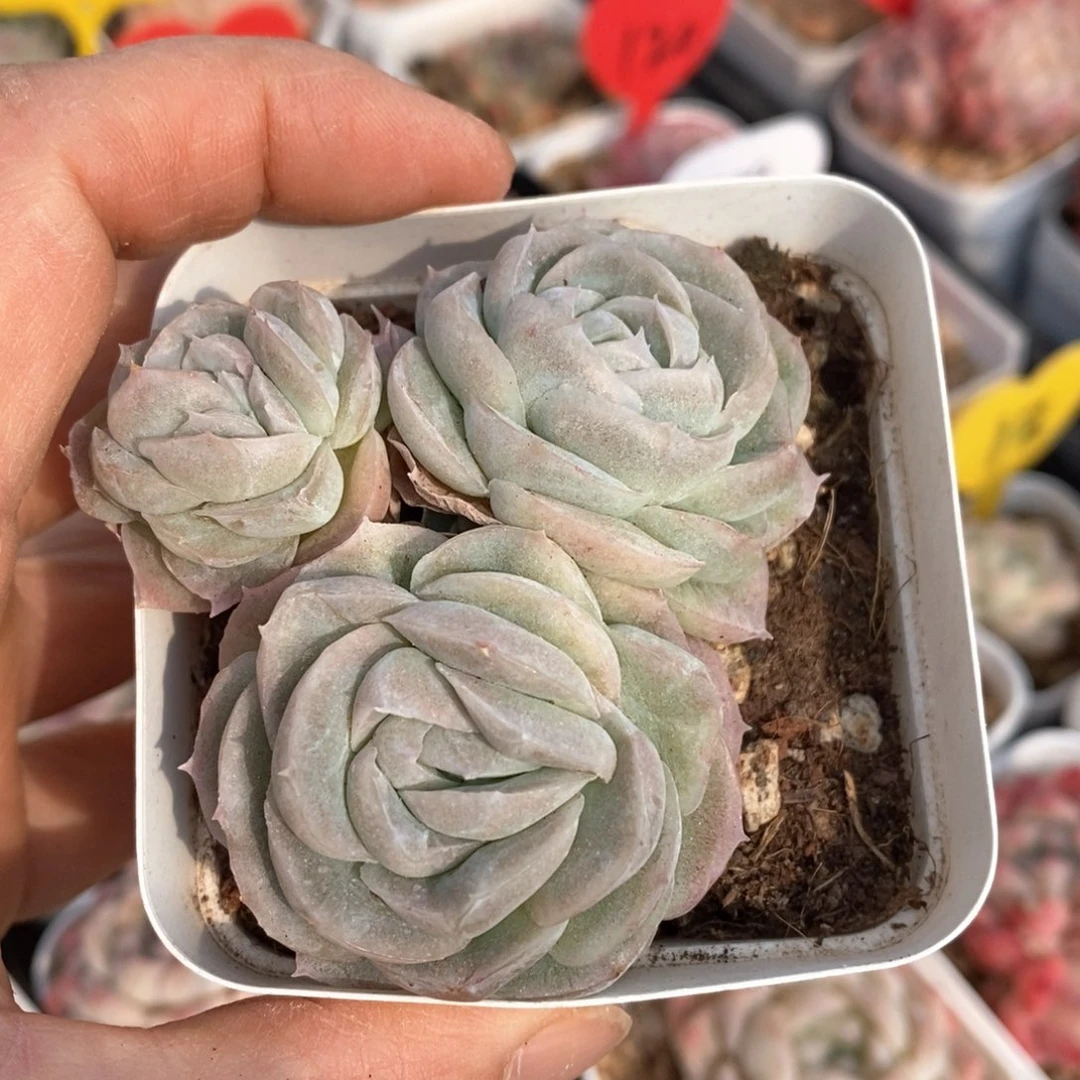 糟品多肉一物一拍不包整170