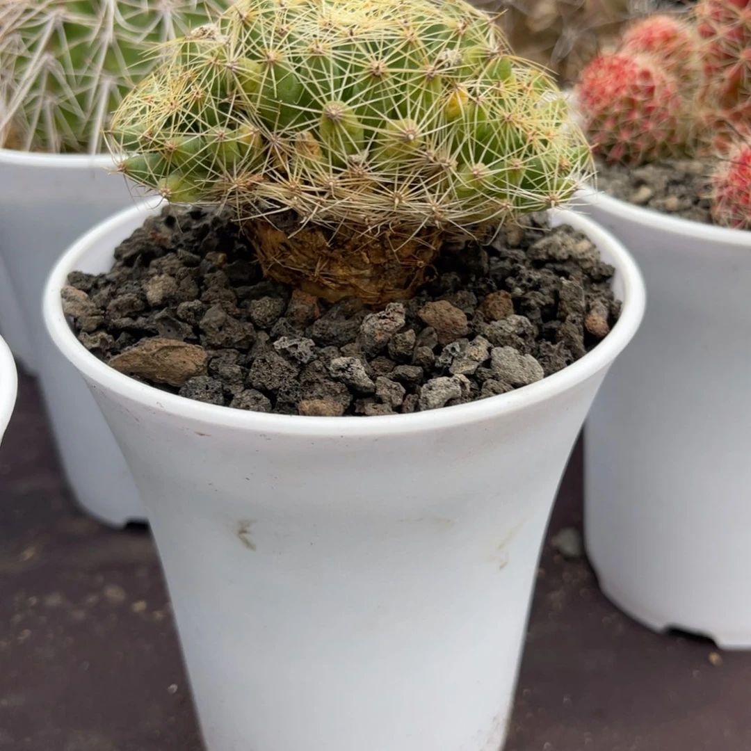 钱****仙人球乳突仙人球