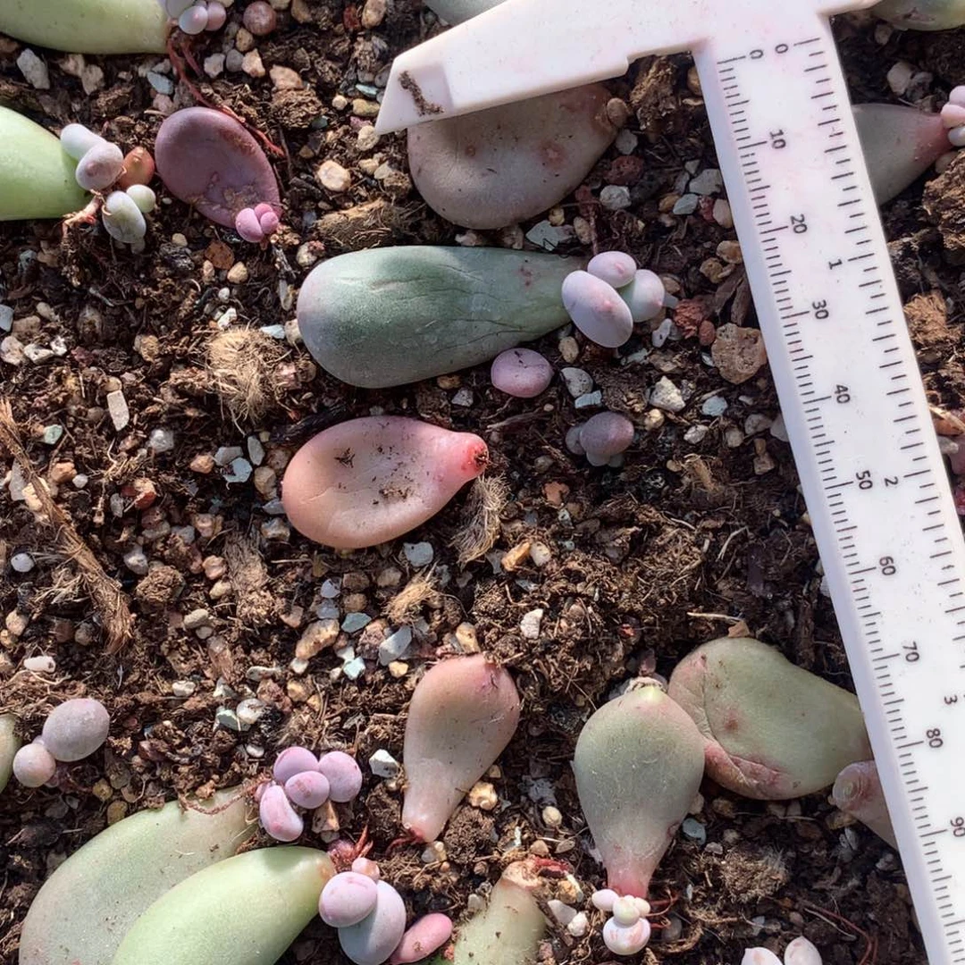 米可奶 精品韩国奶酪多肉 676