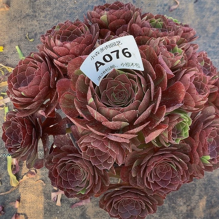 076花月夜多肉88888888