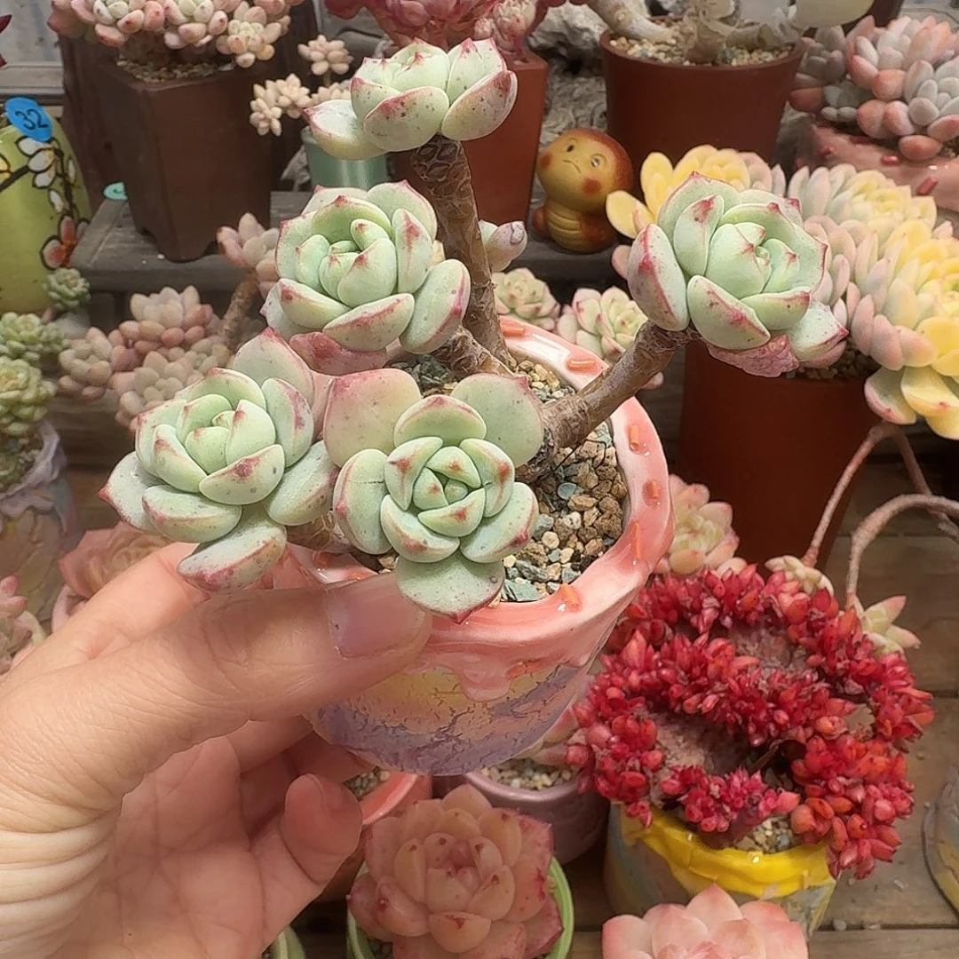 香草 多肉含盆土 一物一拍