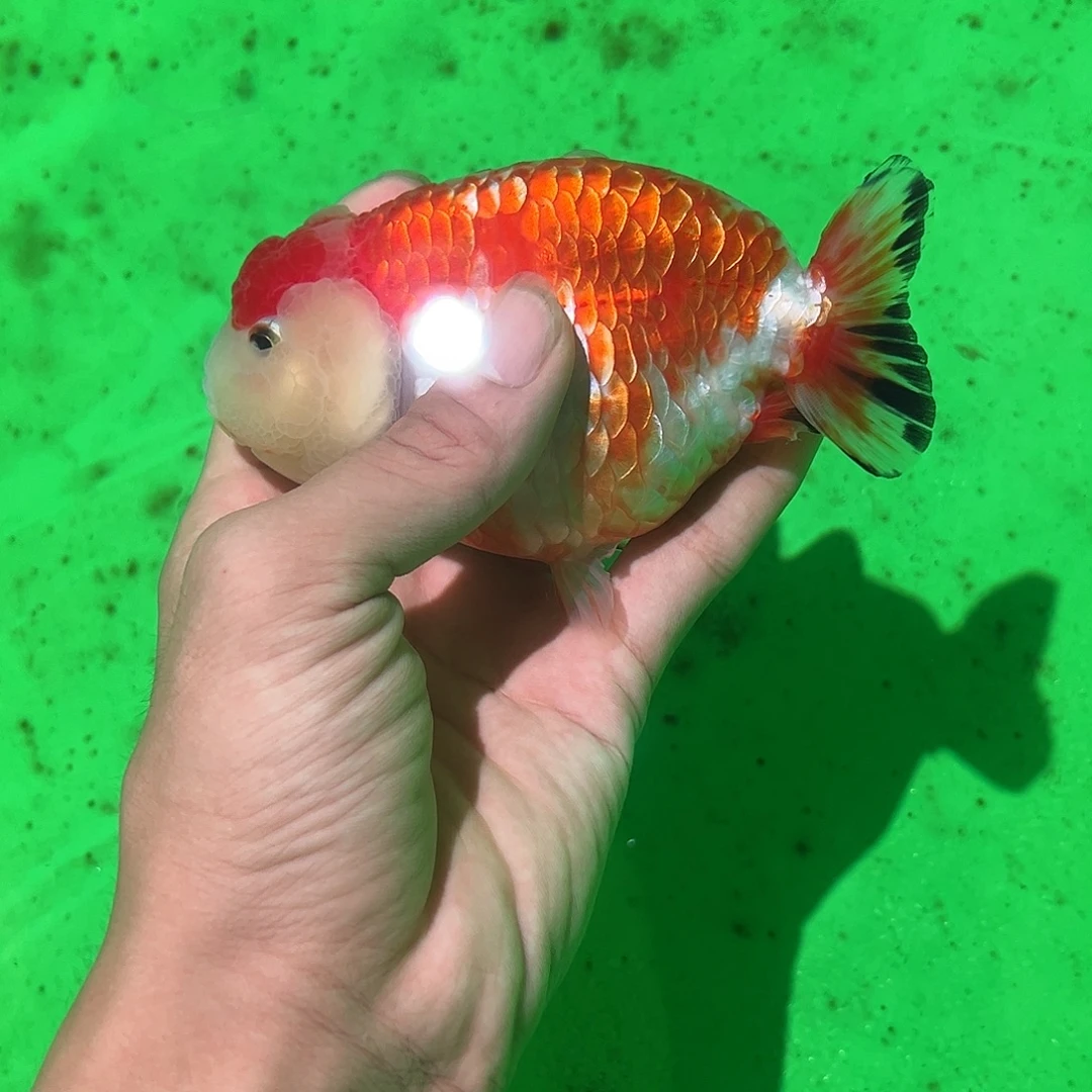 狮头鱼木木与兰寿金鱼福利
