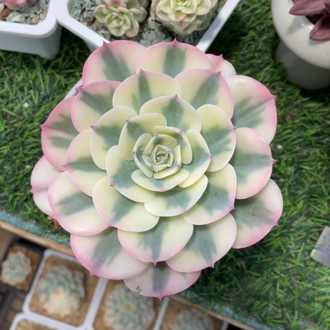 玉蝶锦冠幅12 公分一物一拍