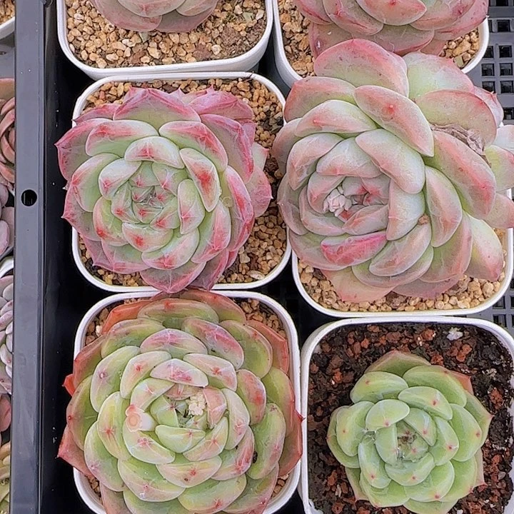 花时光精品多肉。       35