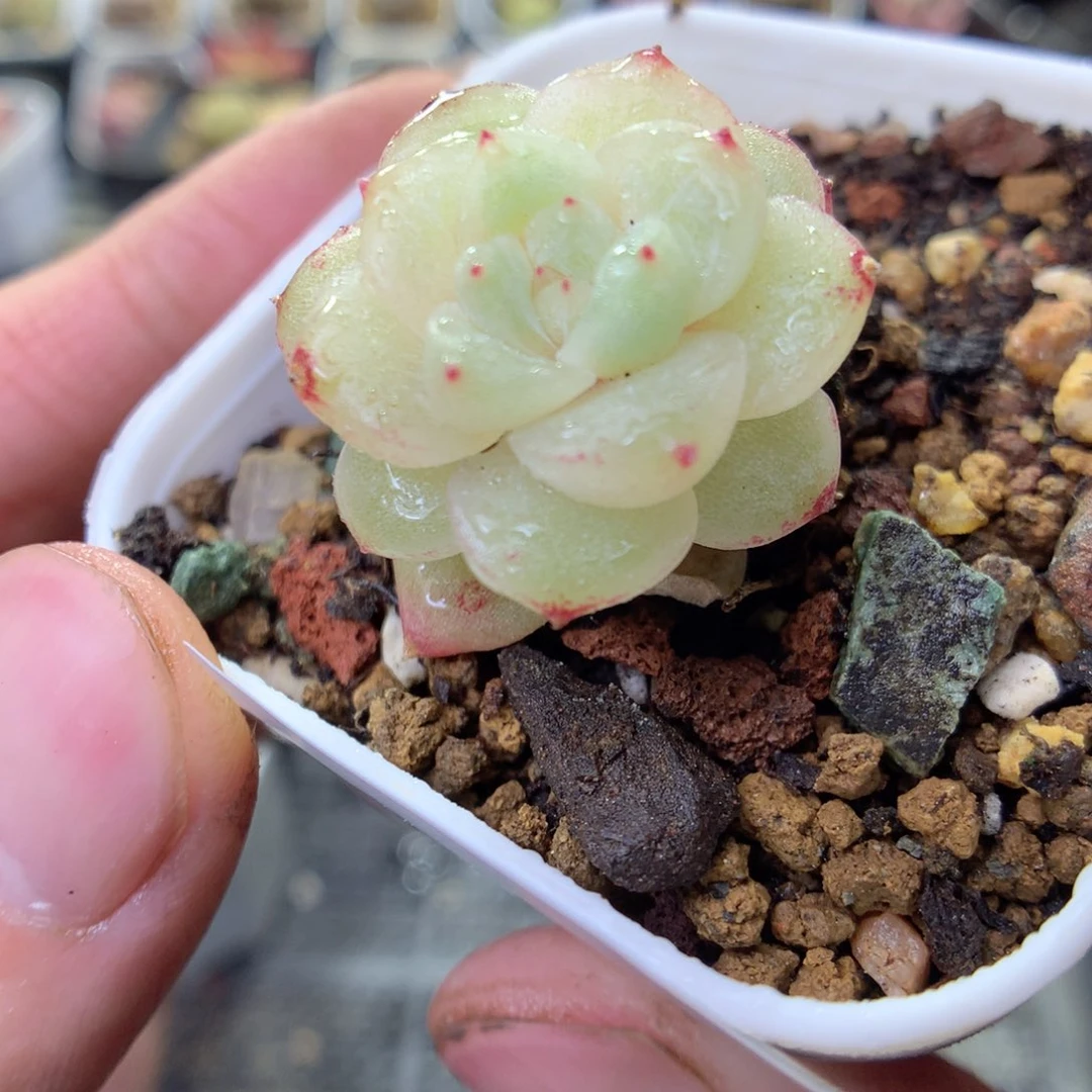 F172y y y y y y y y y y y y