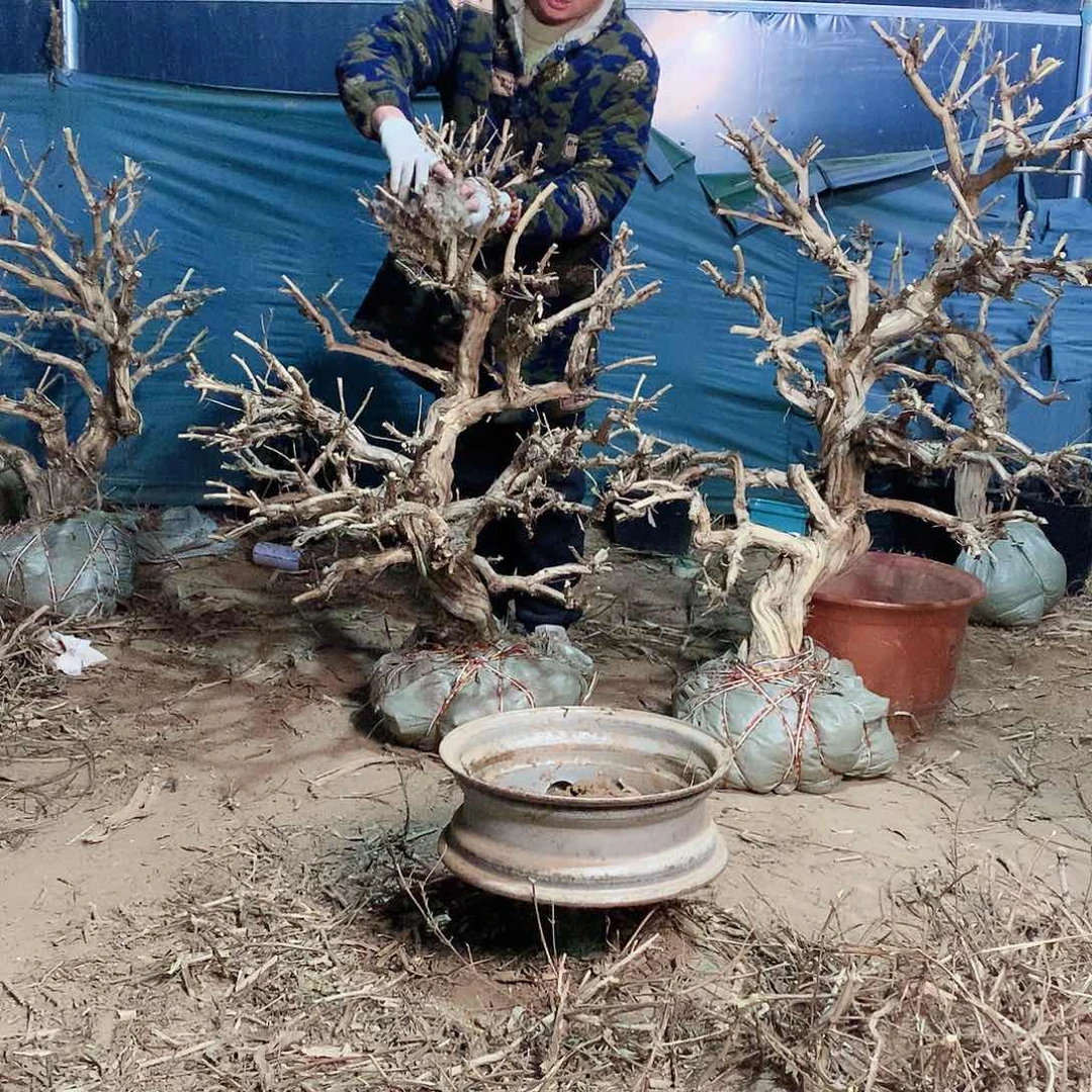 金银花00000000248.249