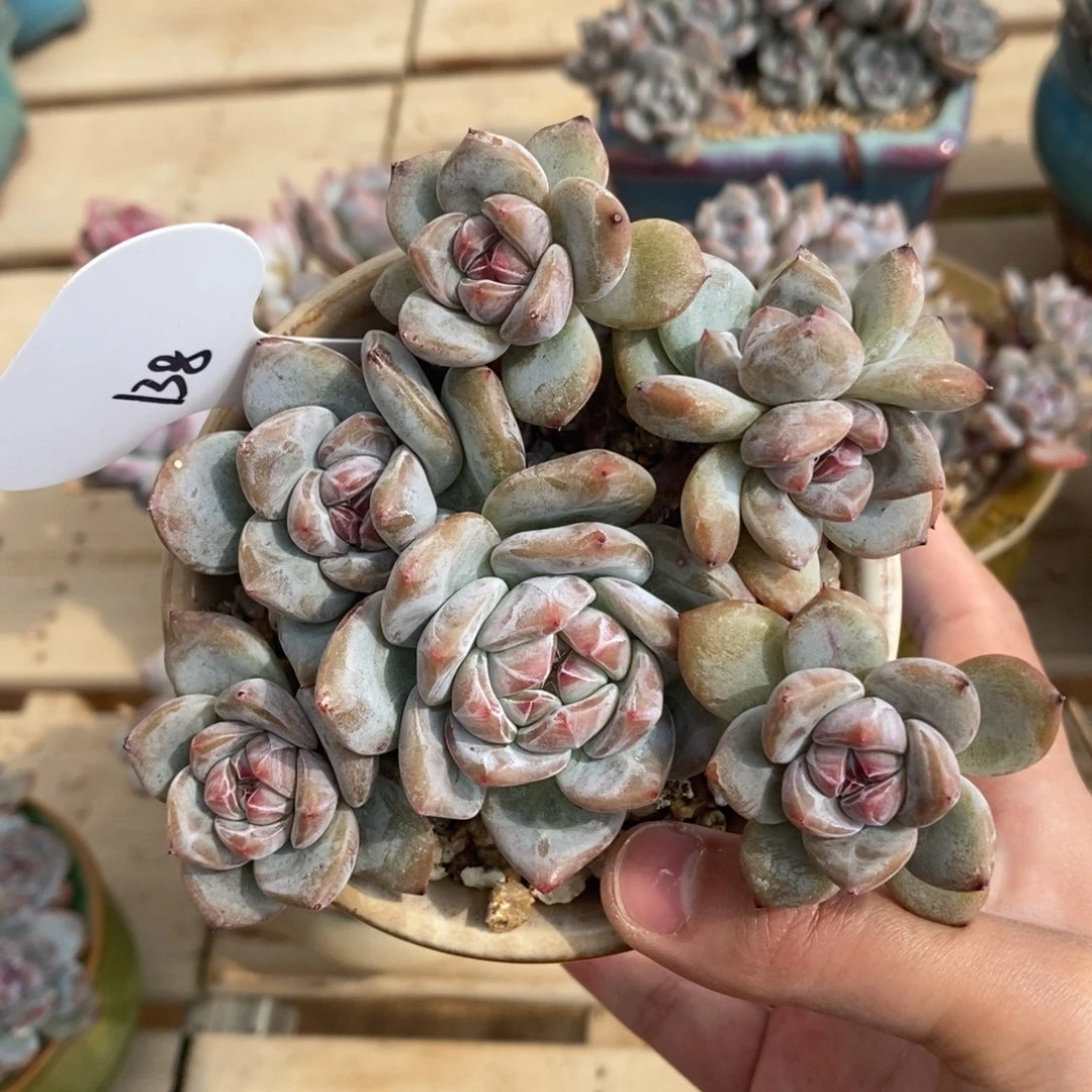 七头自然群绿底紫心   一桩一头