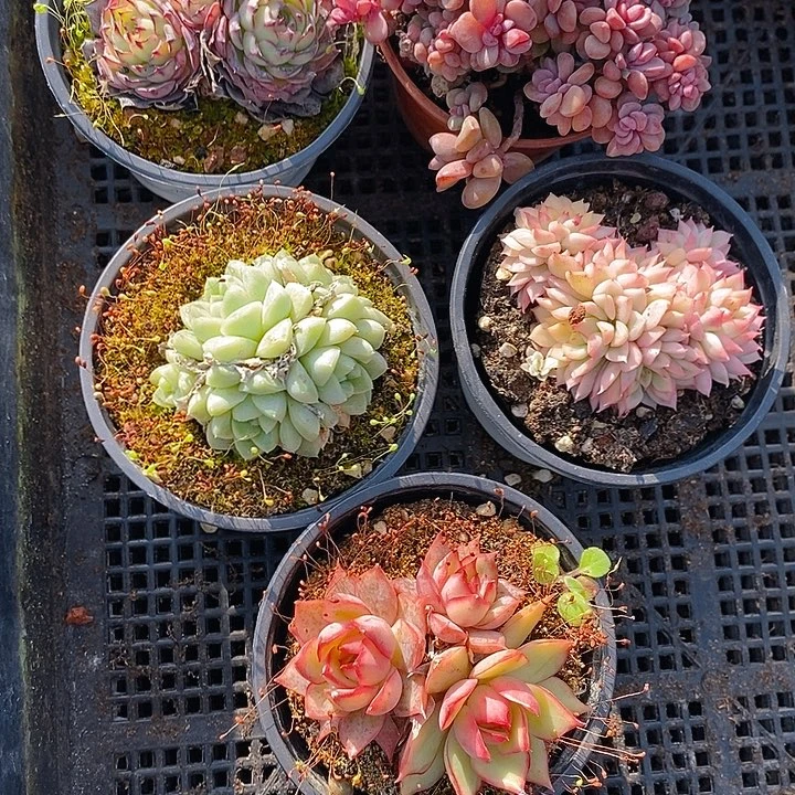 398 多肉植物盆栽花卉植物