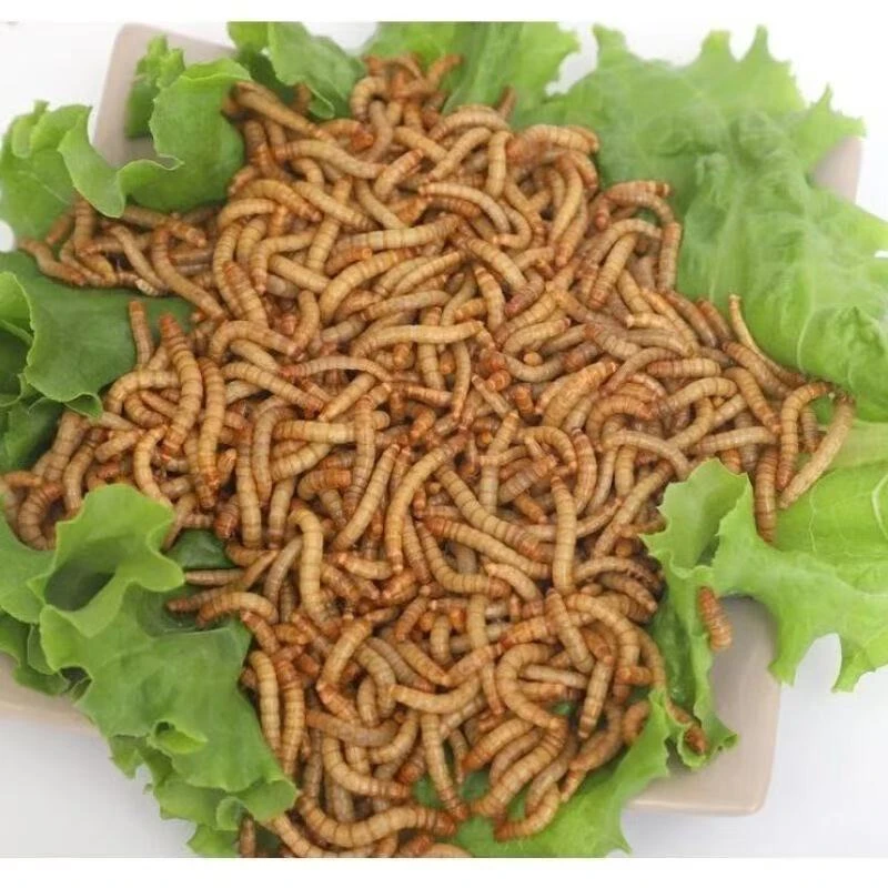 活面包虫黄粉虫乌龟仓鼠蜘蛛蛙八哥鸟等动物活饲料