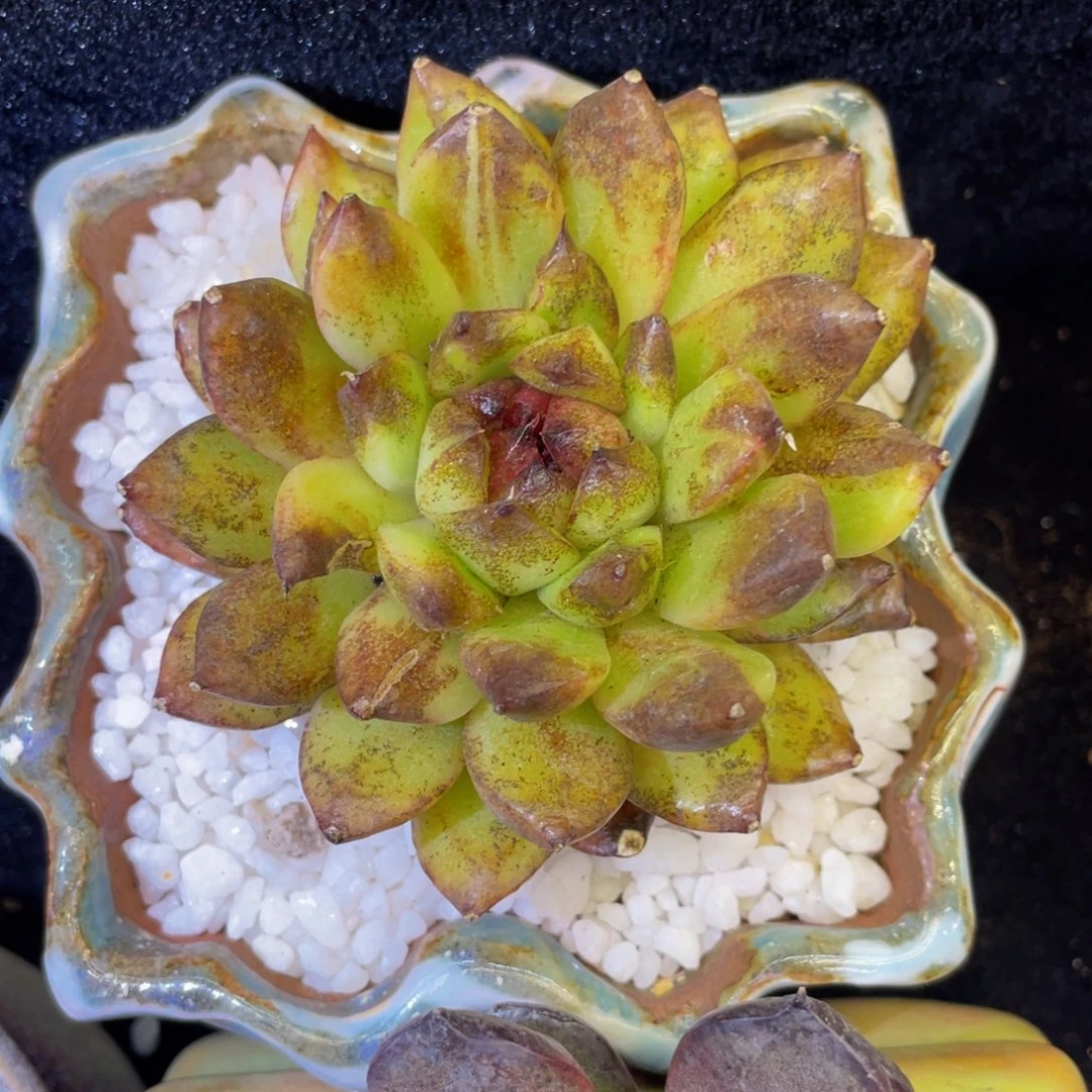 多肉植物盆栽多肉植物 14