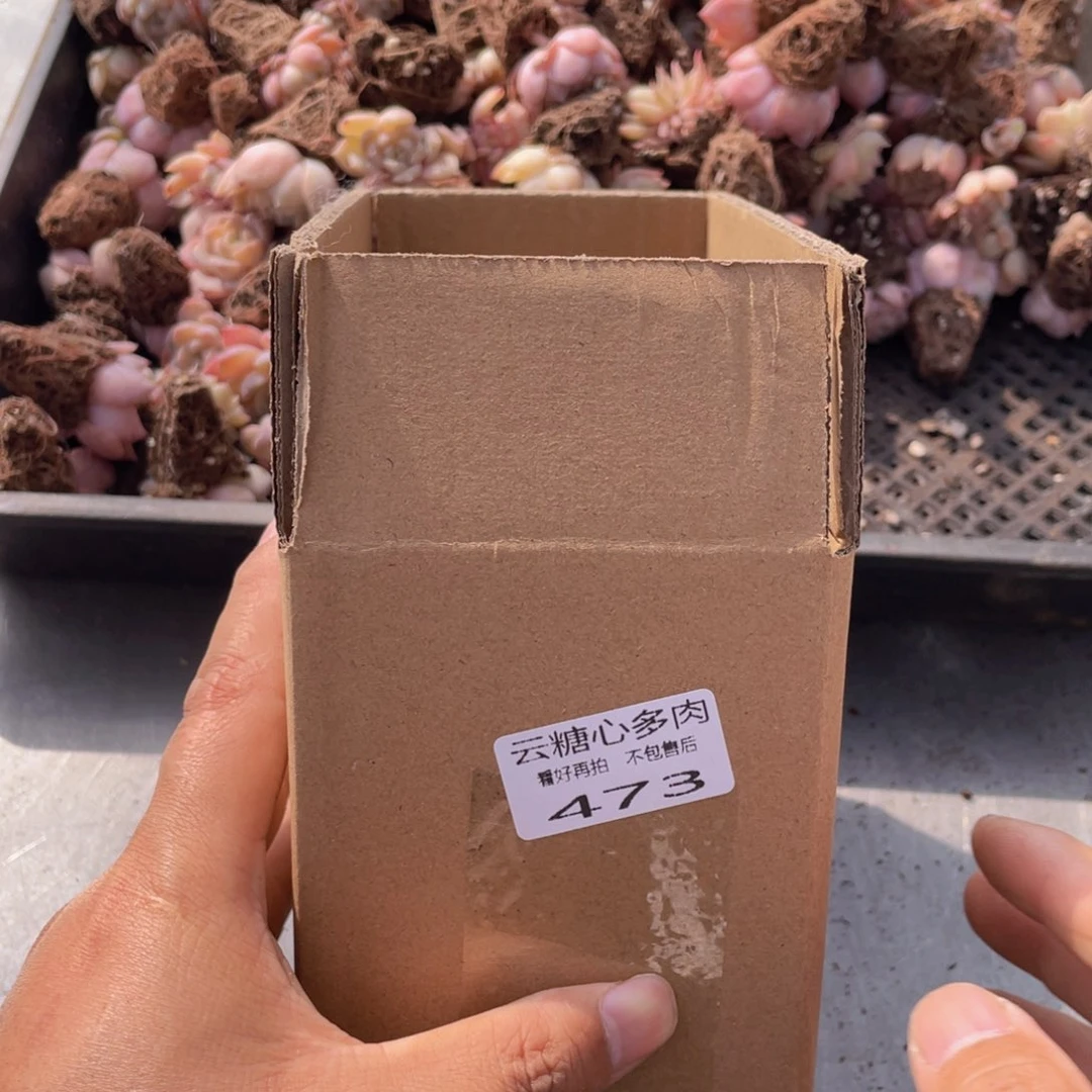 云糖心多肉植物473