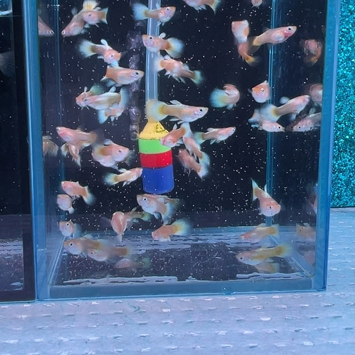 孔雀鱼满鳞黄金10+5备损
