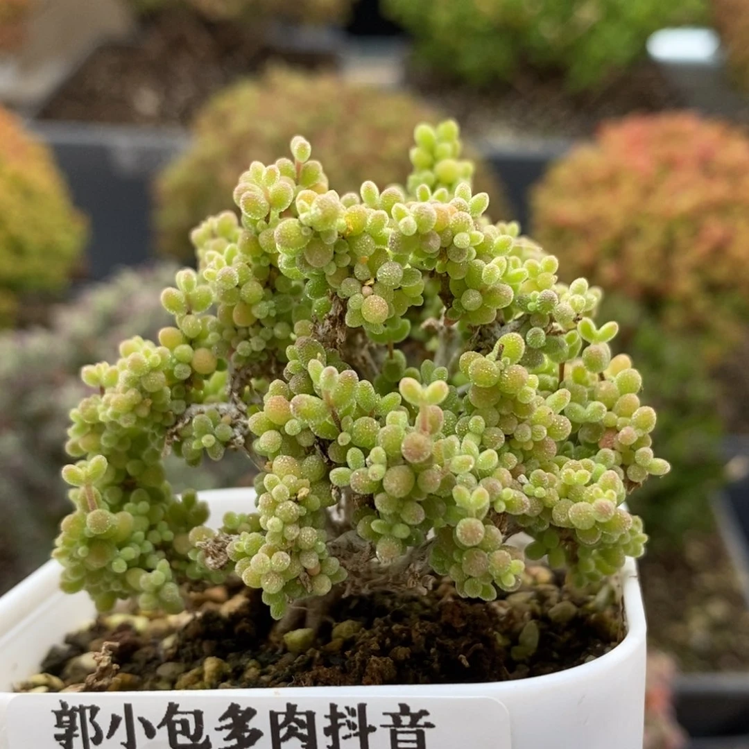 小小米6104枝干番杏