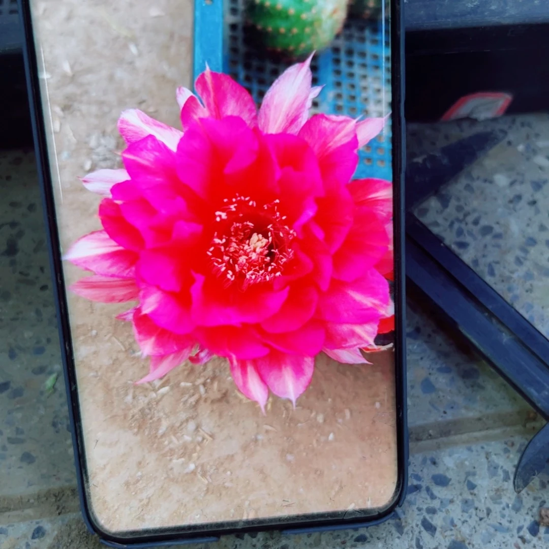 下35彩草香奈儿歪无根侧芽4公分左右20包邮