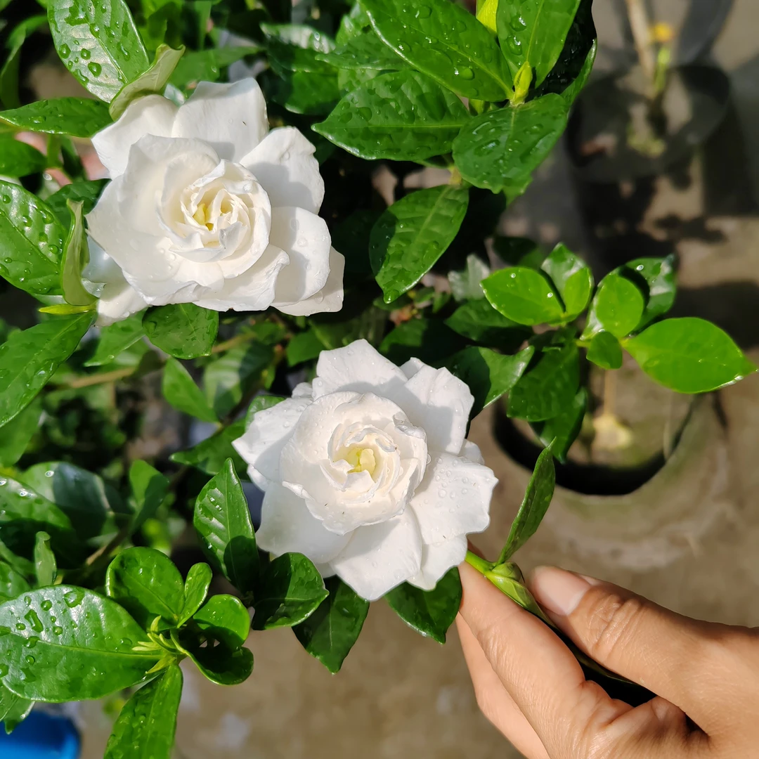 法莲栀子花，治疗生活的良药，重瓣浓香栀子花，正宗法连