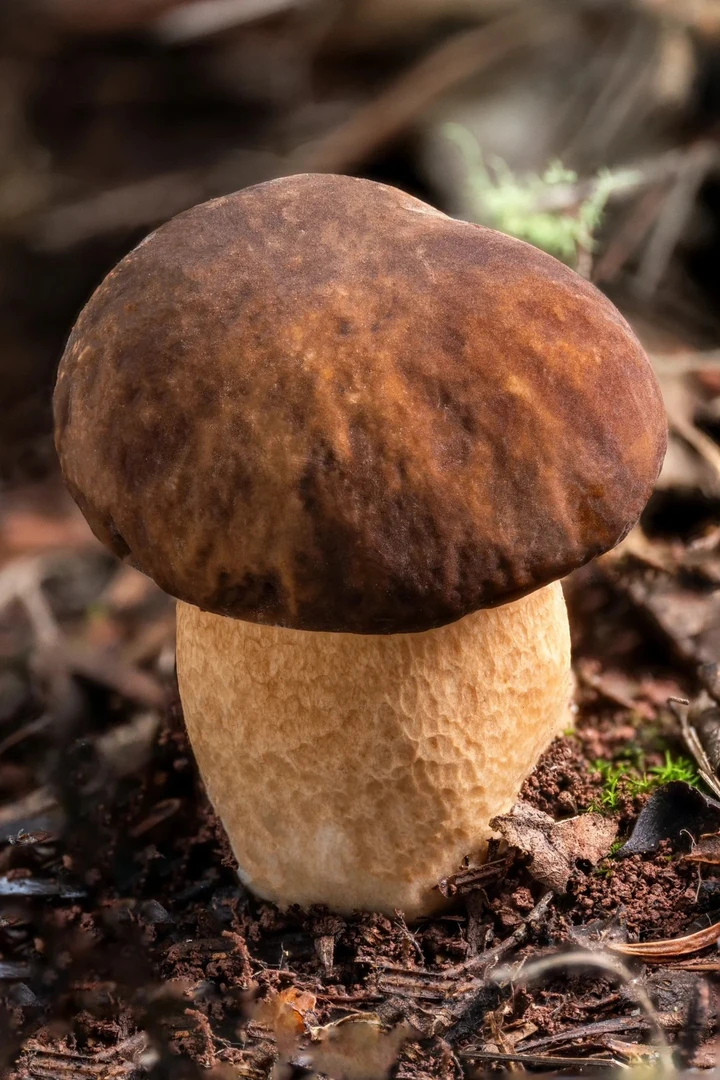 云南野生新鲜精品美味牛肝菌