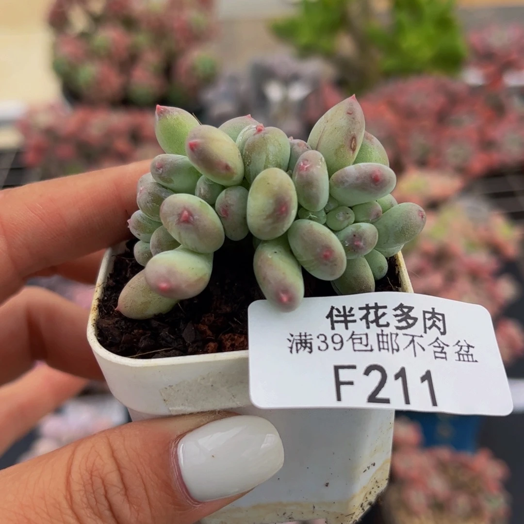 211-苹果奶缀化多肉3cm