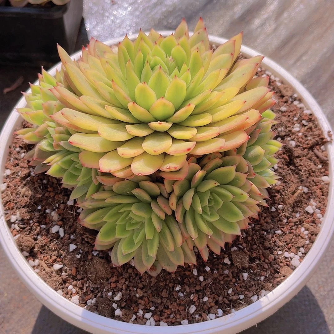 海*多肉锦冬云海姐