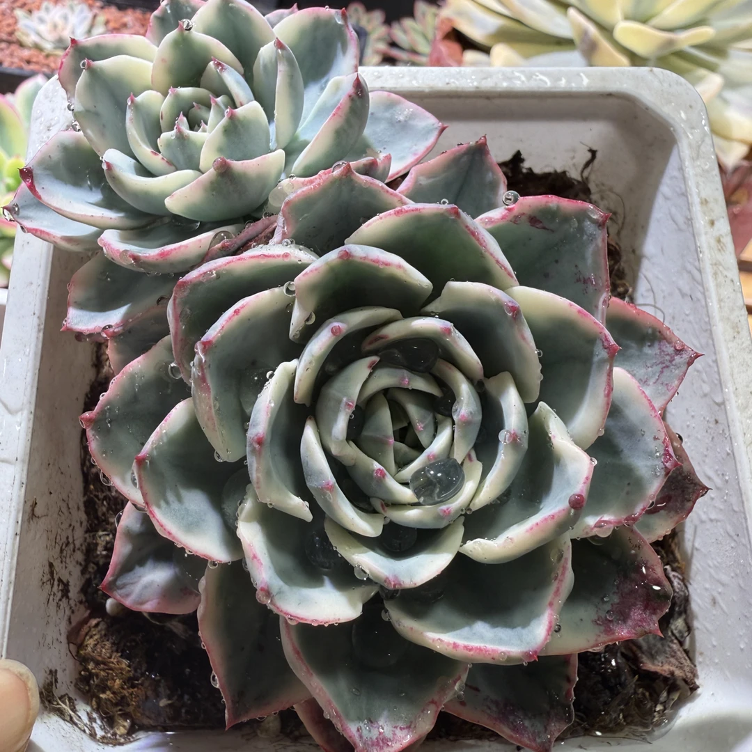 奶油黄桃锦，多肉植物