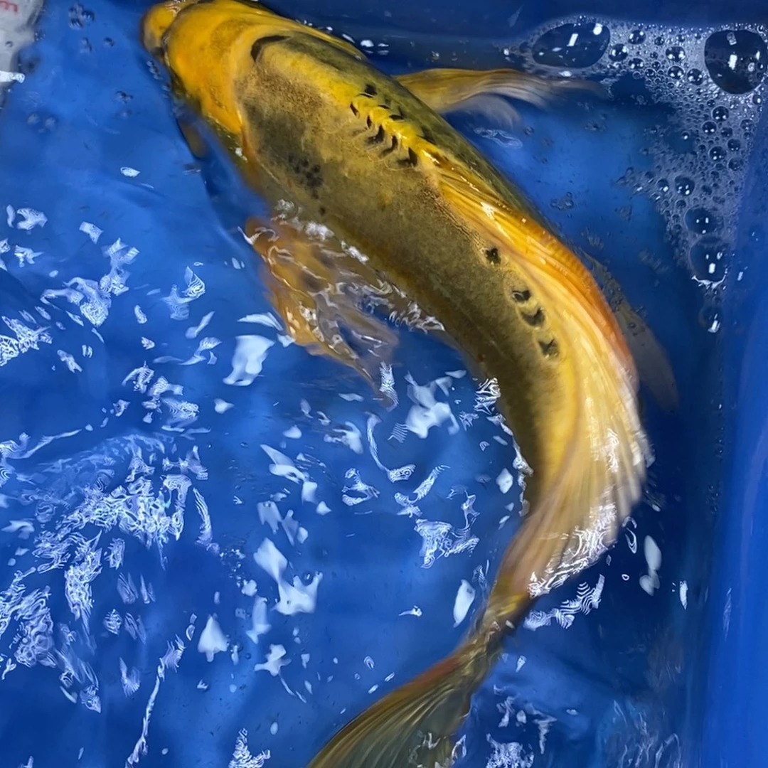 锦鲤冷水锦鲤包邮
